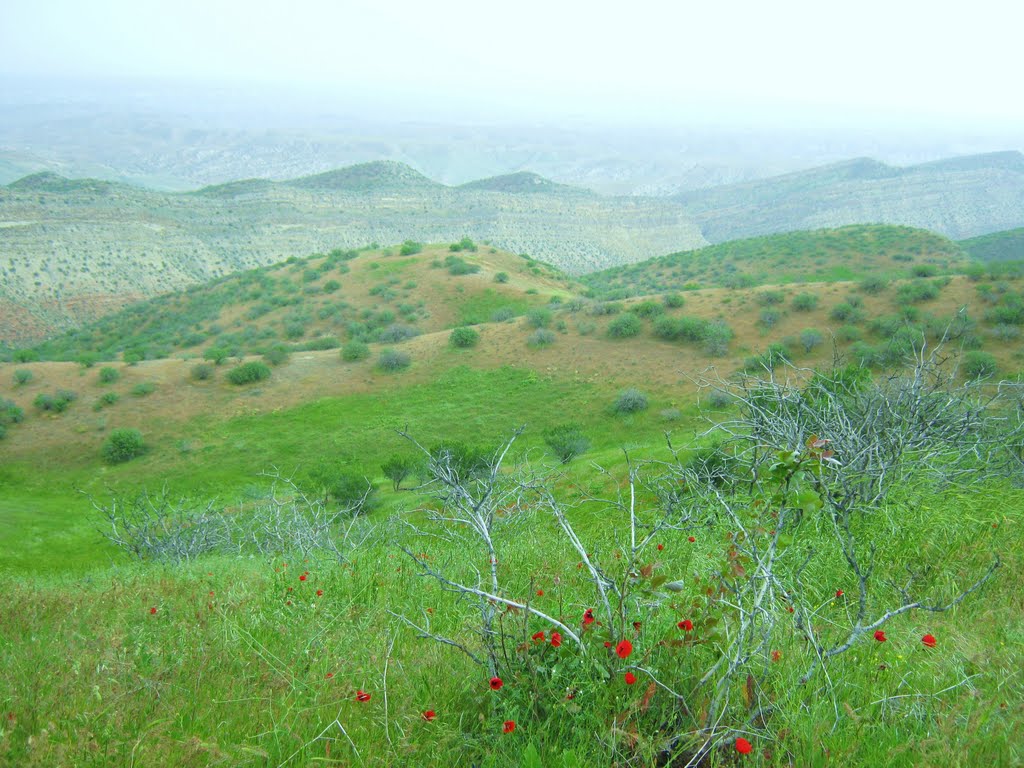 جنگل پسته ی وحشی خواجه ---- منطقه ی چهچهه  Khaaje pistacia forest,Chahchaheh, Душак