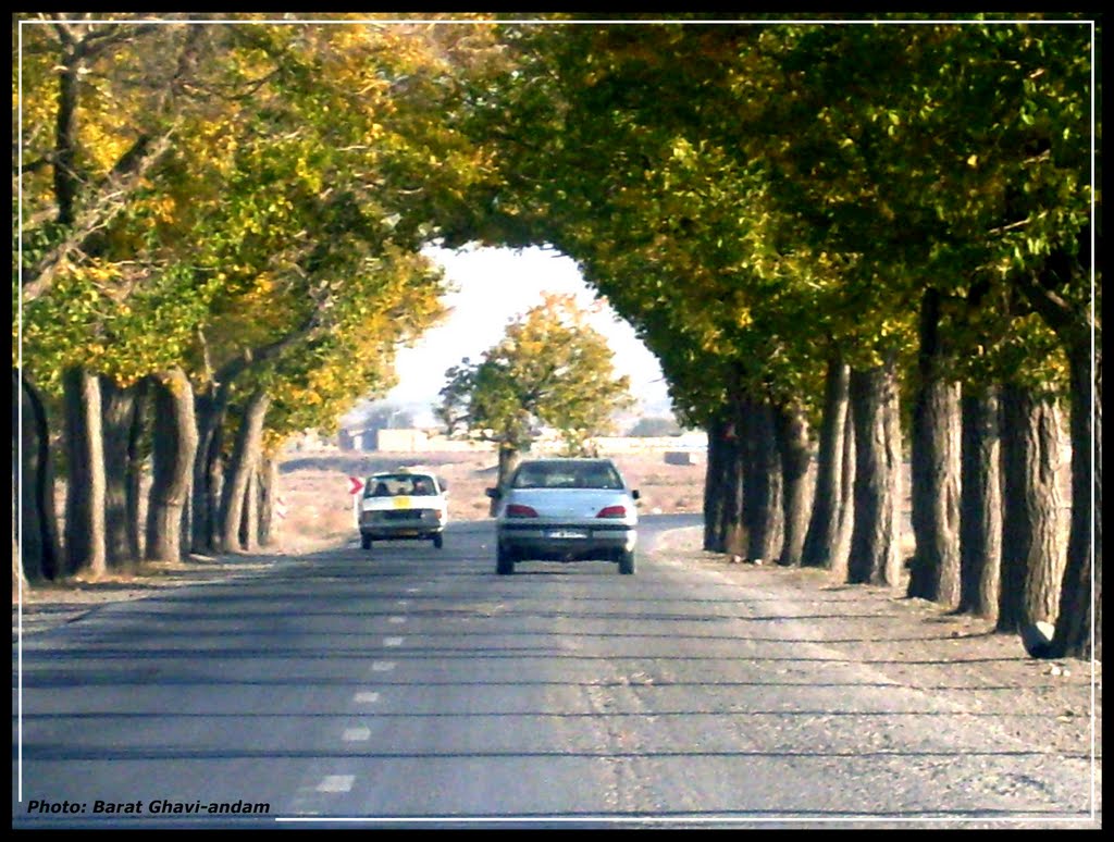... . Tunnel of trees on the road (Title by Kalhor) . ..., Душак