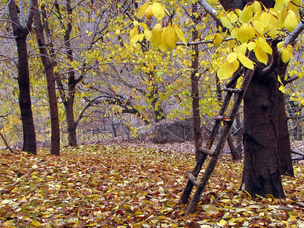 Autumn Garden, Душак