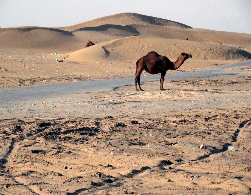Camel Enjoys a Scorching Hot Day (Karakum Desert, Turkmenistan), Гасан-Кули
