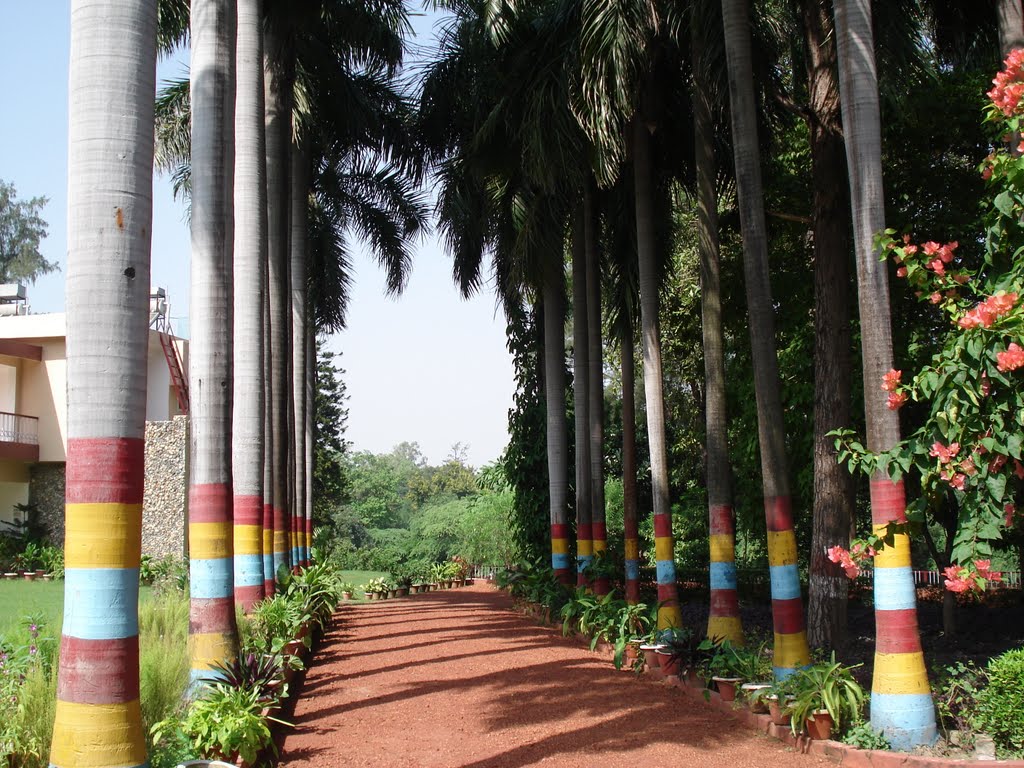 Make over of palm trees in Picnic spot of Lucknow., Кара-Кала