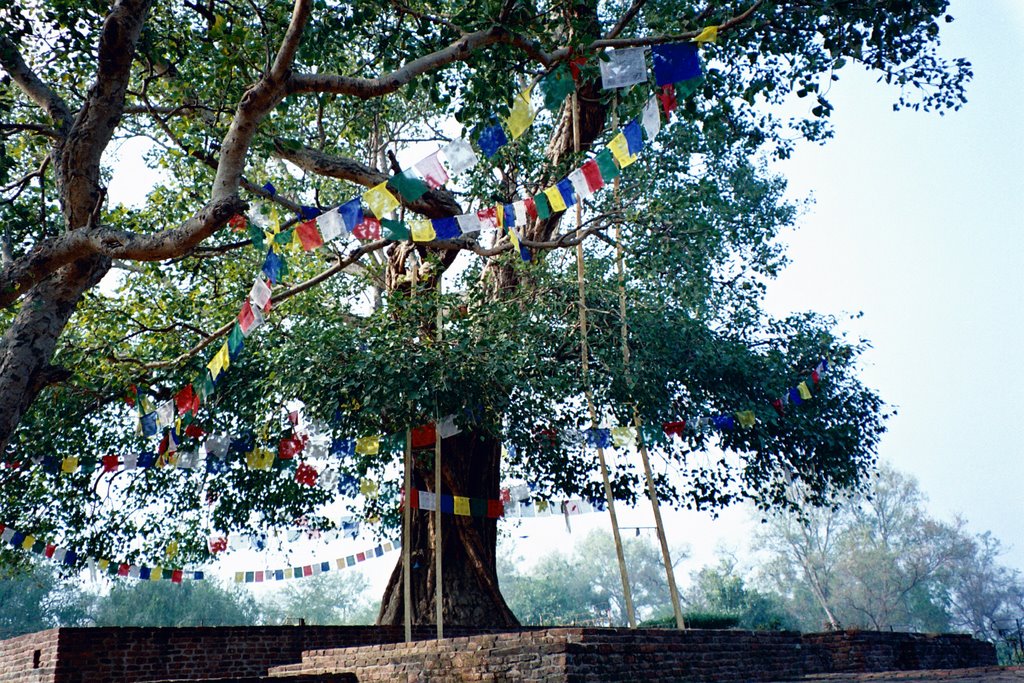 Ananda Bodhi Tree, Jedavan 祇園精舍阿難菩提樹, Кара-Кала