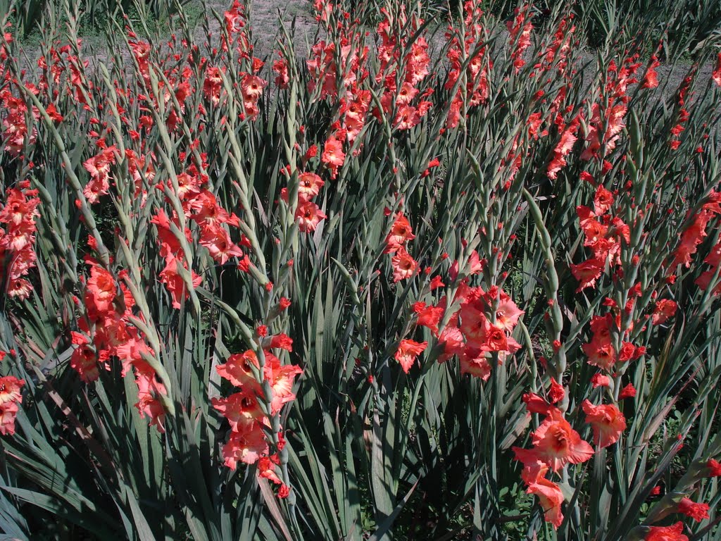 GLADIOLUS FIELD  in botanical garden of lucknow., Кара-Кала