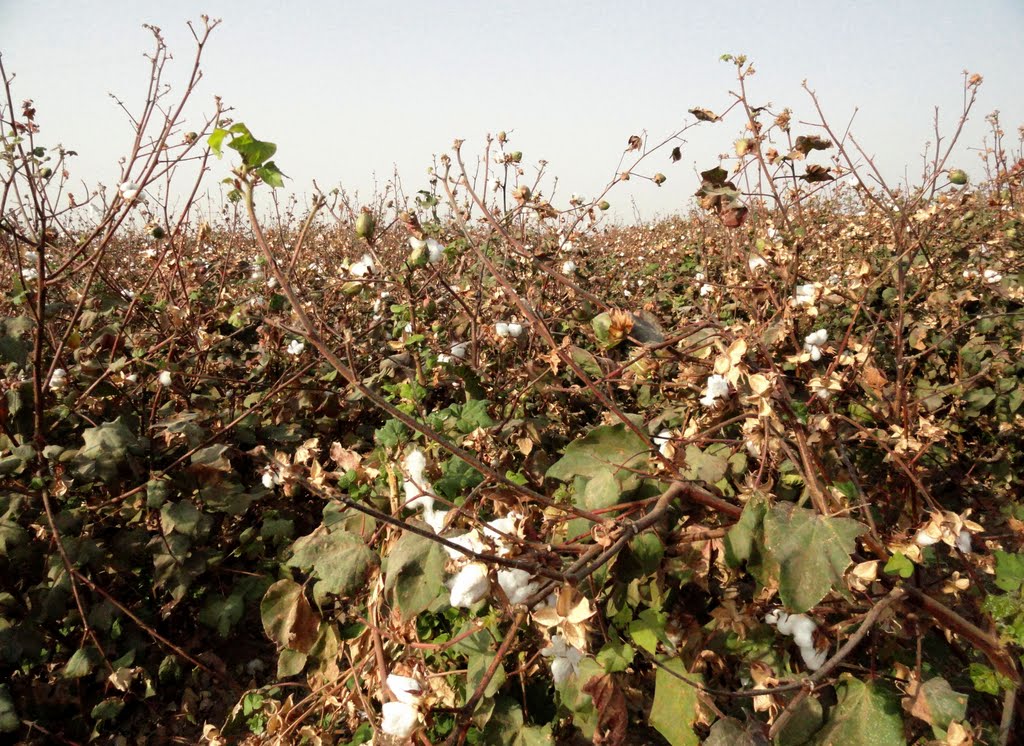 Way Down Yonder in the Land of Cotton... (Mary, Turkmenistan), Захмет