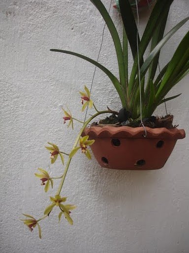 Hoa phong lan - Kiếm đỏ, Хайфон