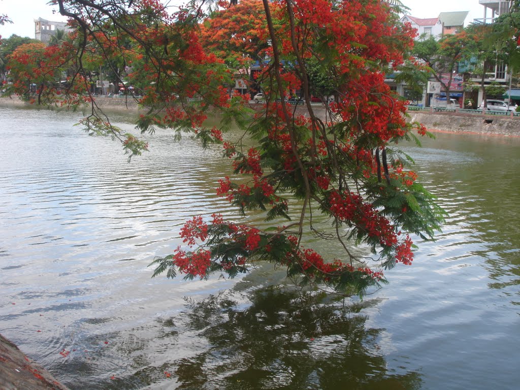 Hoa phượng vĩ bên hồ sông Lấp Hải phòng, Хайфон