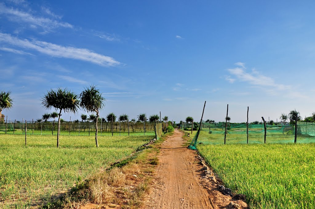 Garlic &Onion Fields - Cánh đồng Tỏi và Hành, Вунг-Тау