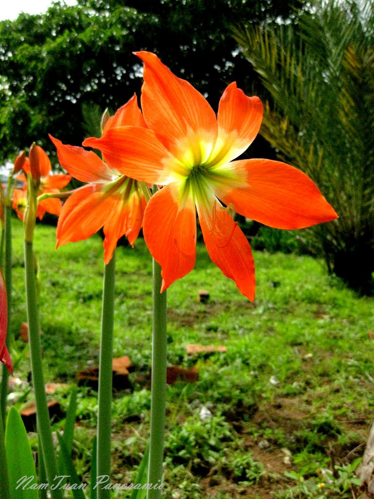 Flower - NT, Пхан-Тхит