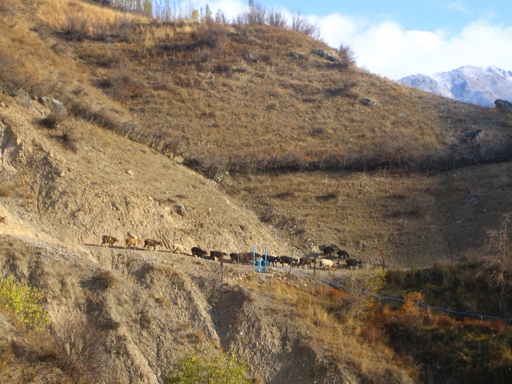 Above Arslanbob, Kyrgyzstan, Алтынкуль