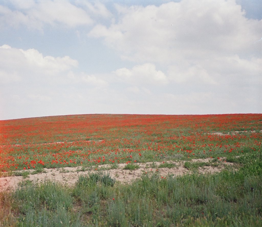 Kyzyl-Kiya, road to Abshir, spring, poppy, Балыкчи