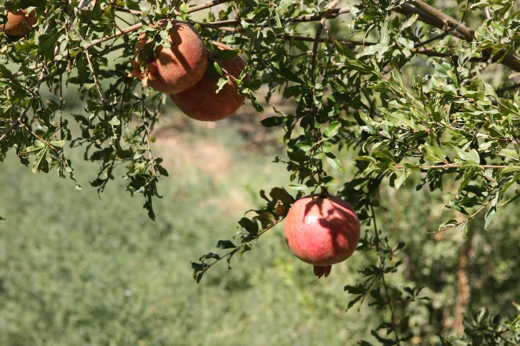 Pomegranate tree., Галаасия