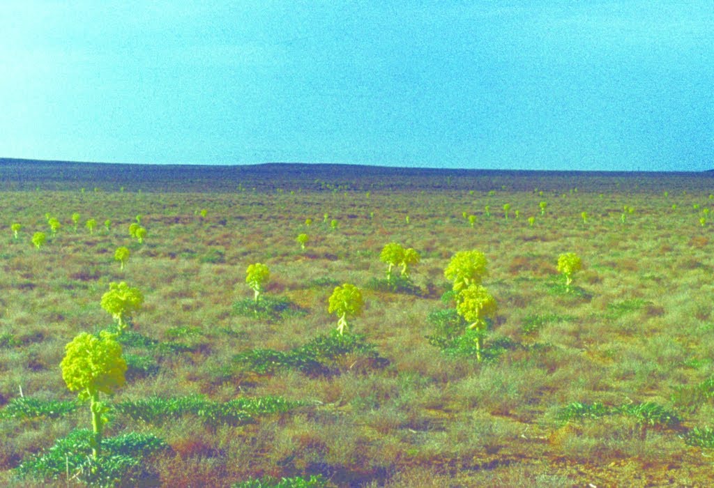 Vernal ferula. Spring, 1986, Каракуль