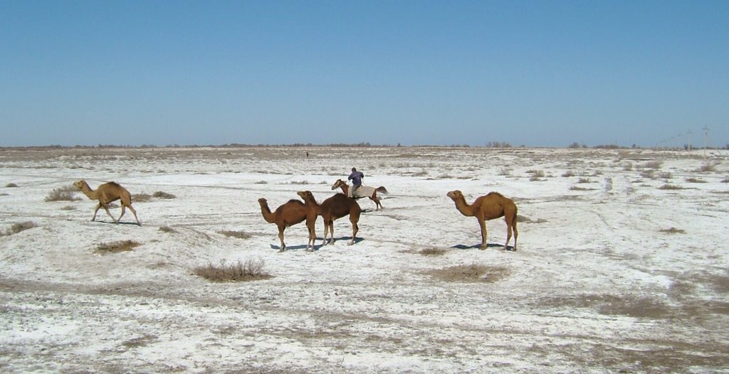 Camellos alrededores Moynaq, Uzbekistán, Кегейли