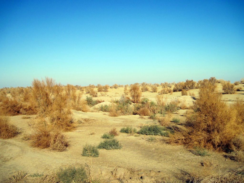 Растительность пустыни, Тахиаташ