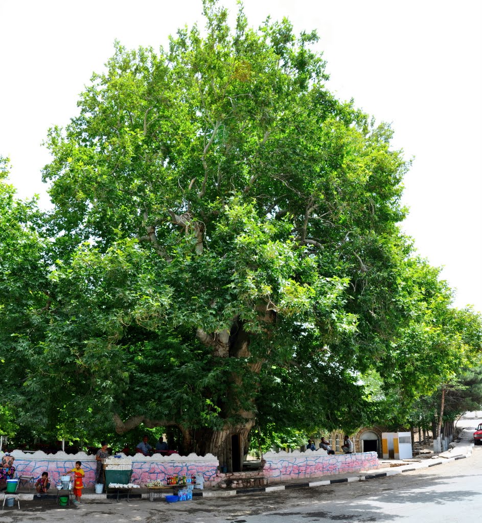 Chinor, Platanus. The tree is about 950 years, is 26 m high, the trunk diameter is 21 m. Sairob, Uzbekistan., Гузар