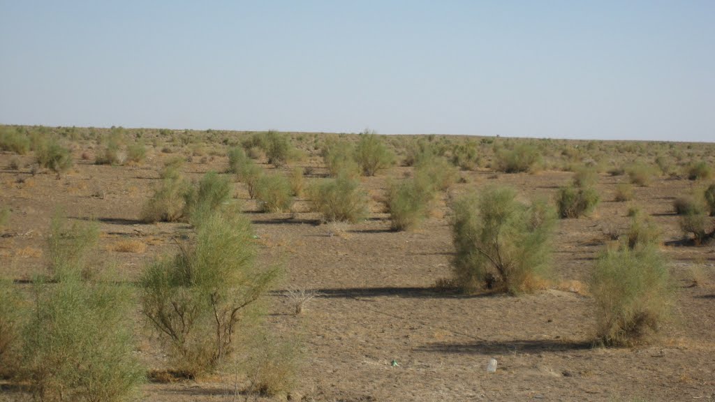 steppes dAsie centrale (entre Boukhara et Karshi, Касан