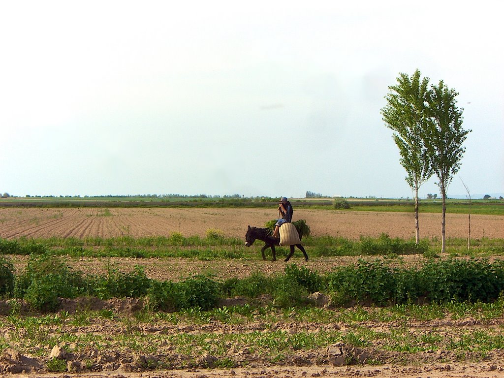 Le long de la route de Boukhara à Chakhrisabz, moyen de transport traditionnel, Ингичка