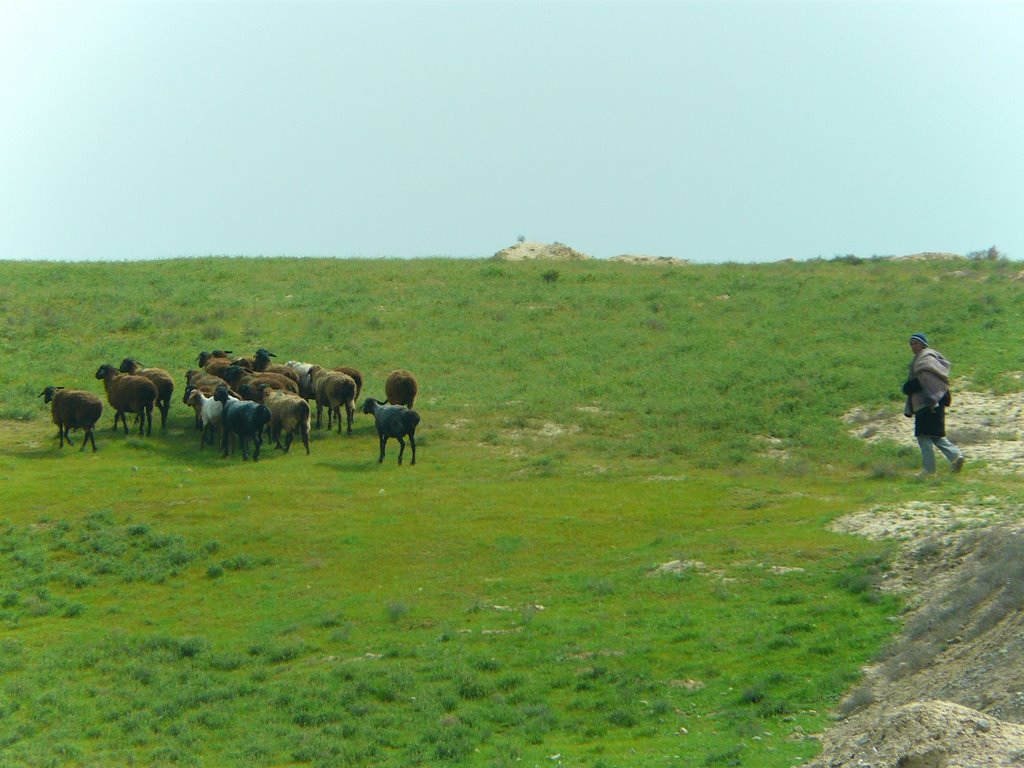 Au bord de la route A 378 de Chakhbrisak à Samarcande, berger et son troupeau de moutons, Красногвардейск
