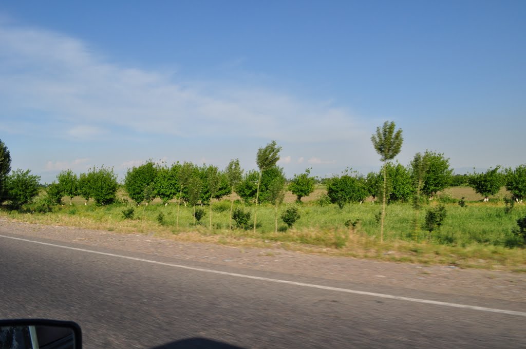 on the way to Tashkent Mountains May 2010, Янгибазар