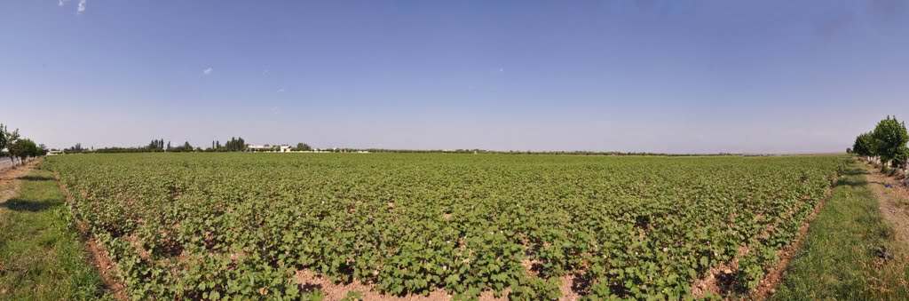Cotton cultivation in the Fergana Valley, Uzbekistan., Алтыарык