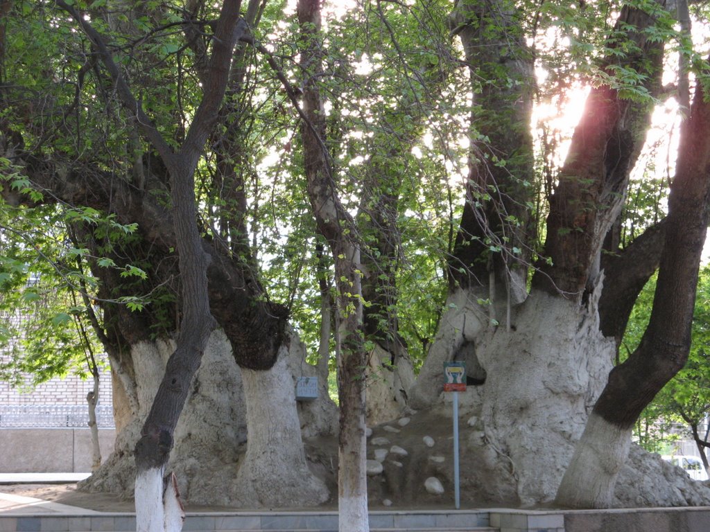 Vodil - the oldest and biggest tree in Uzbekistan, Вуадиль