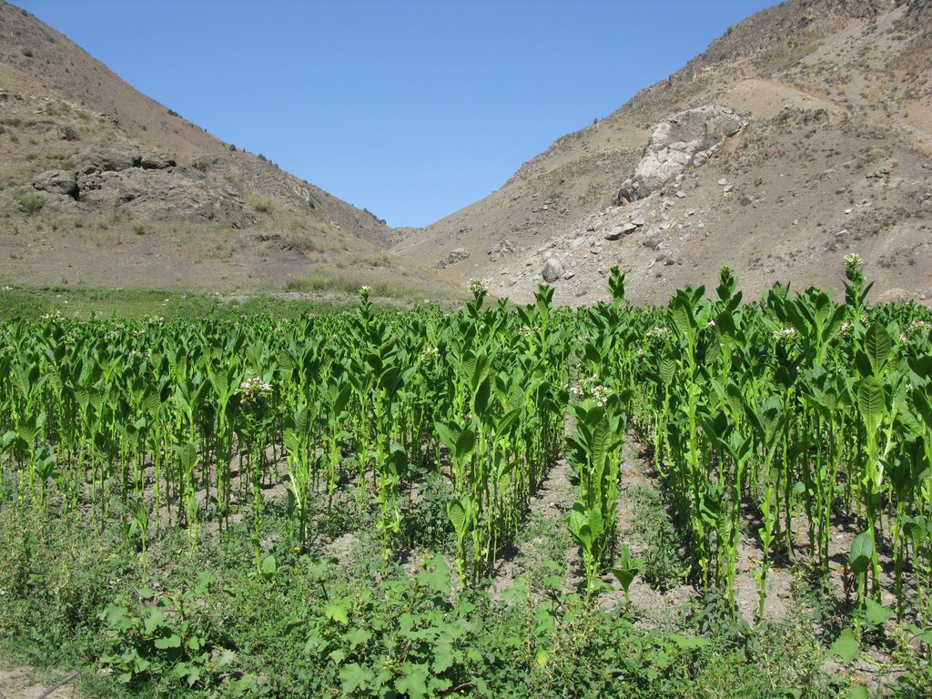 Chilesay, tobacco plantation, Кувасай