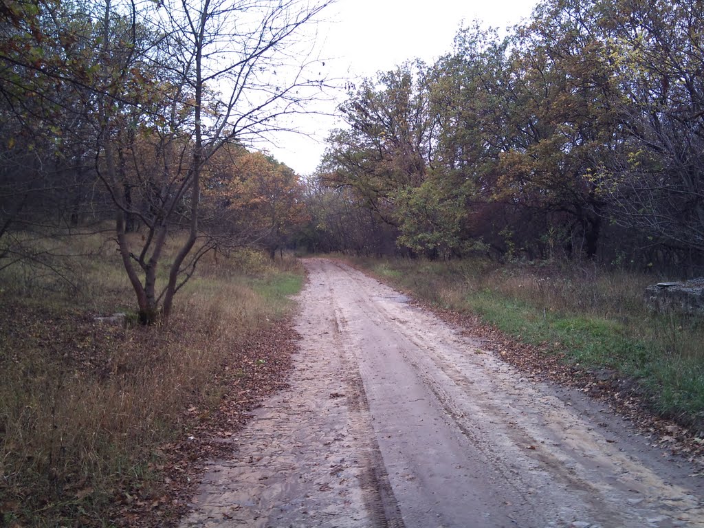 Лесная дорога, Амвросиевка
