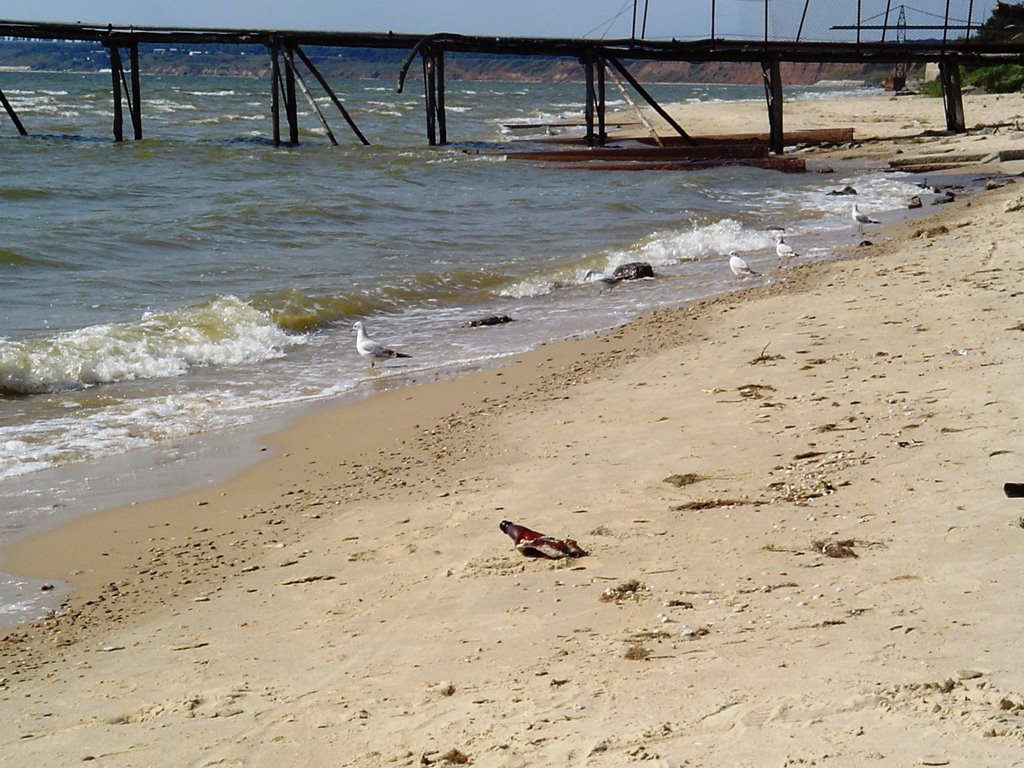 Seagulls on the beach, Безыменное
