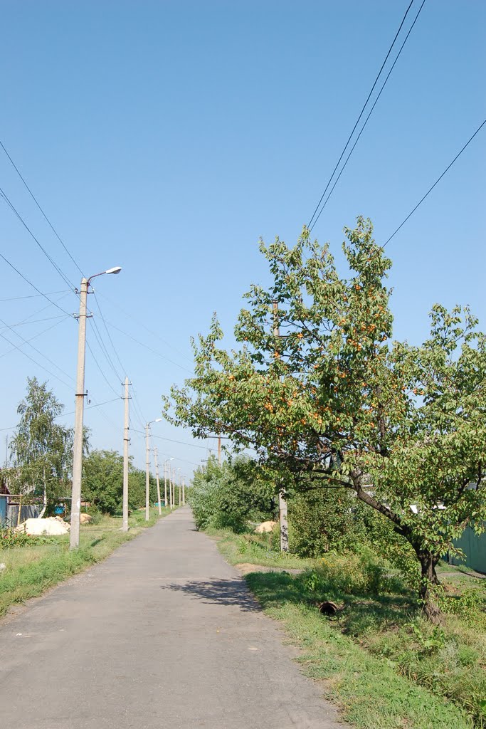 Абрикосы, Дзержинск