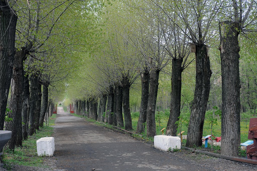 Яллея парка, Докучаевск