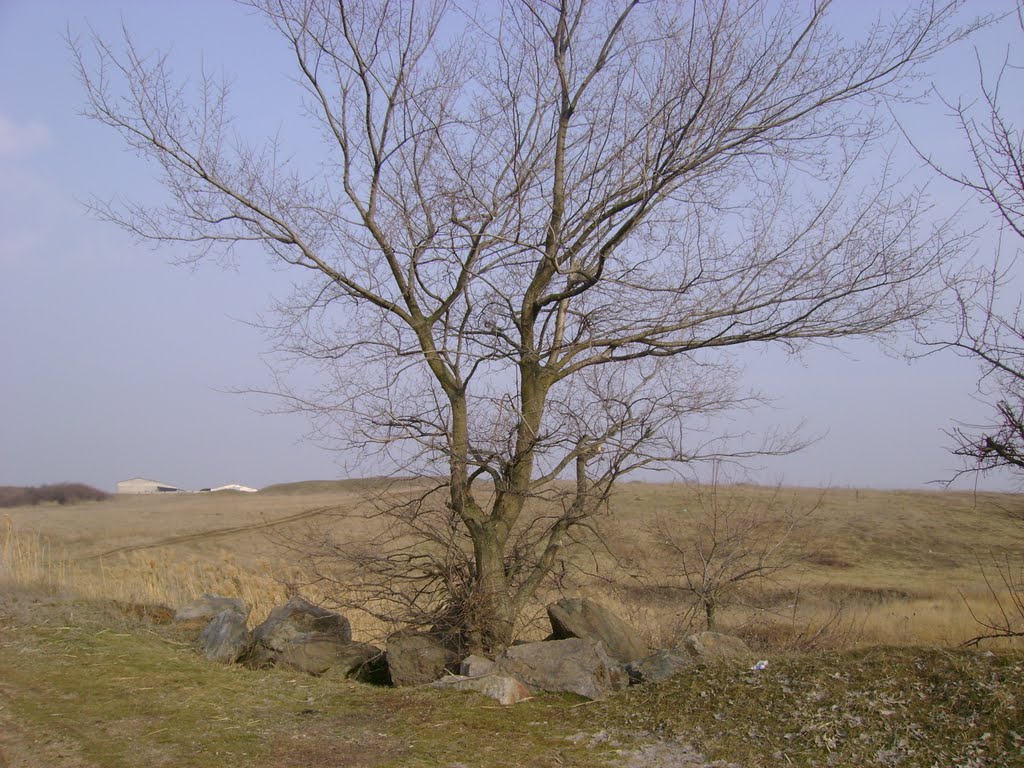 Дерево, Донское