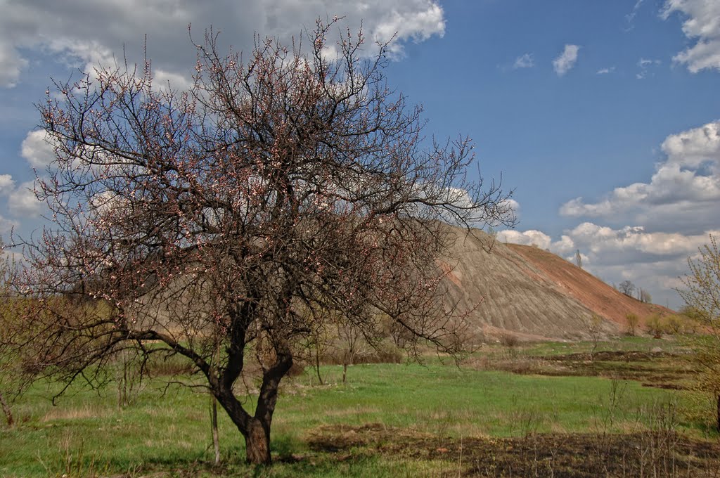 Дерево под терриконом шахты 29, Жданов