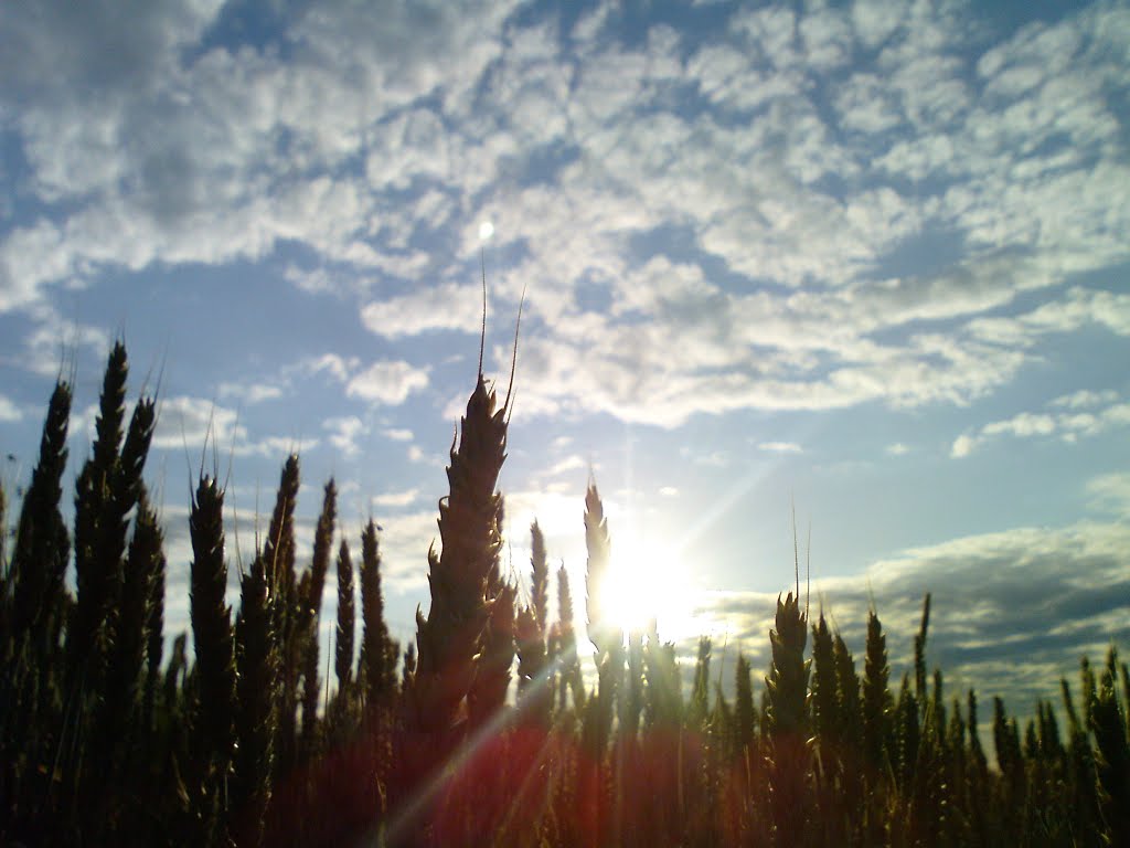 Ilovaysk Wheat Field, Иловайск