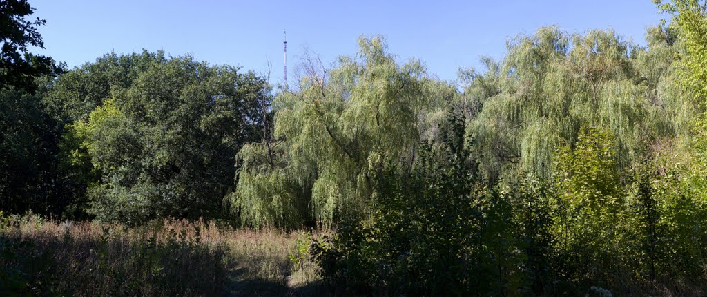 trees, Карло-Либкнехтовск