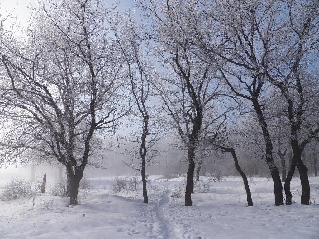 Туман в дубовой роще, Карло-Марксово