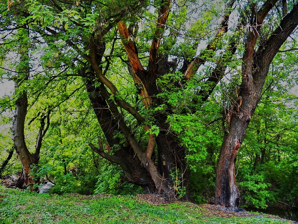 Деревья на Заречной, Карло-Марксово