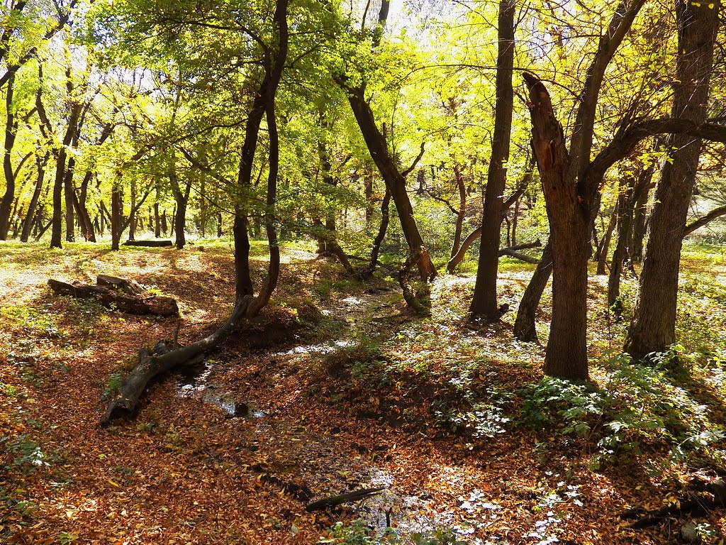 Бурелом, Карло-Марксово