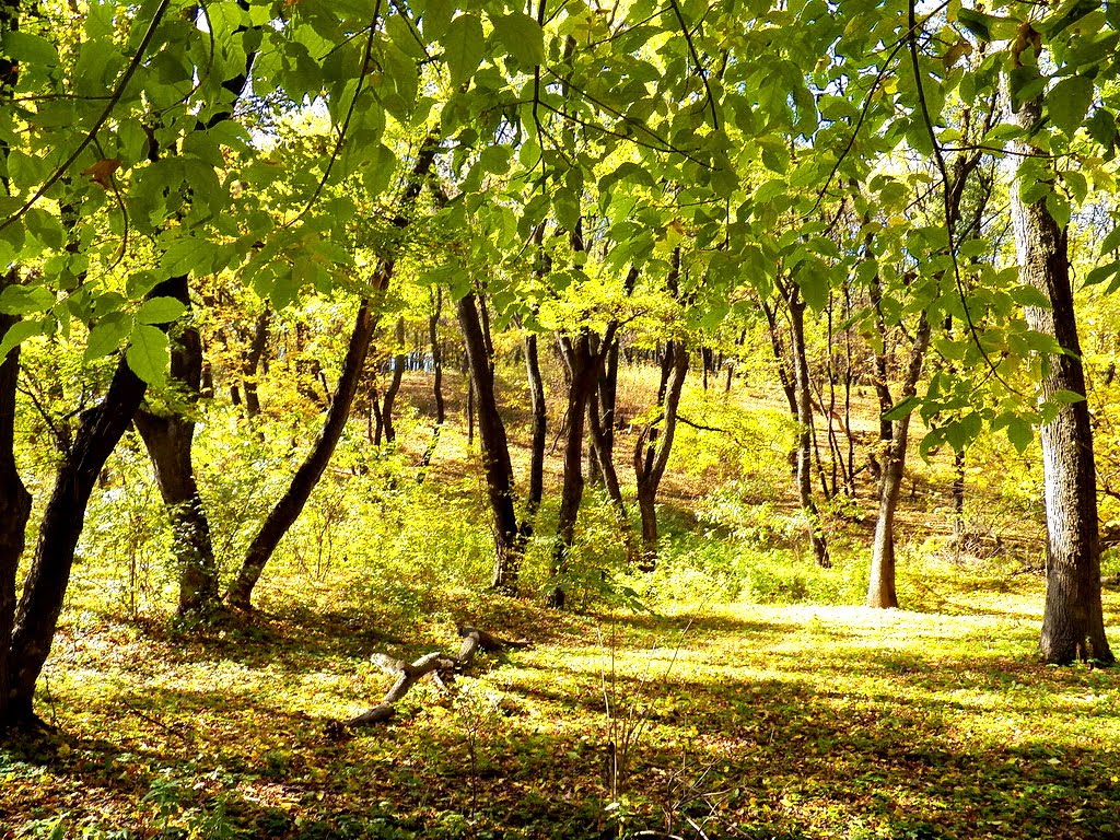 Осень в урочище, Карло-Марксово