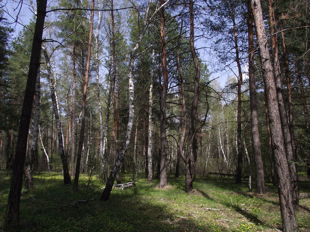 лес возле Медового, Кировск