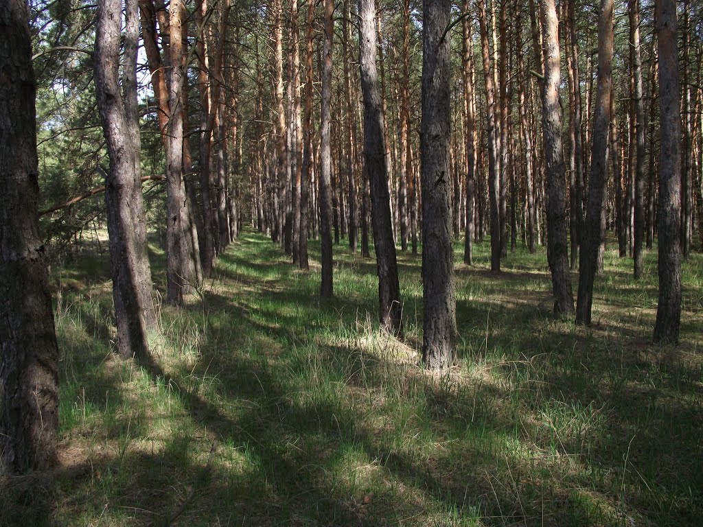 лес в Ямполе, Кировск