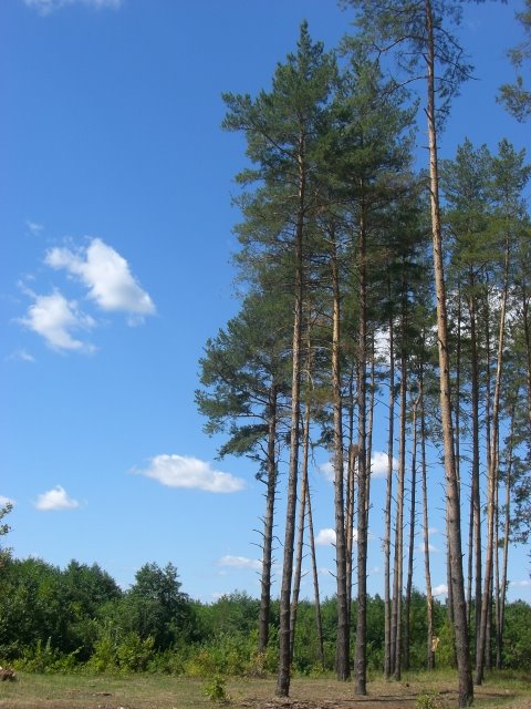 Вырубленный лес возле источника. Село Торское, Кировск