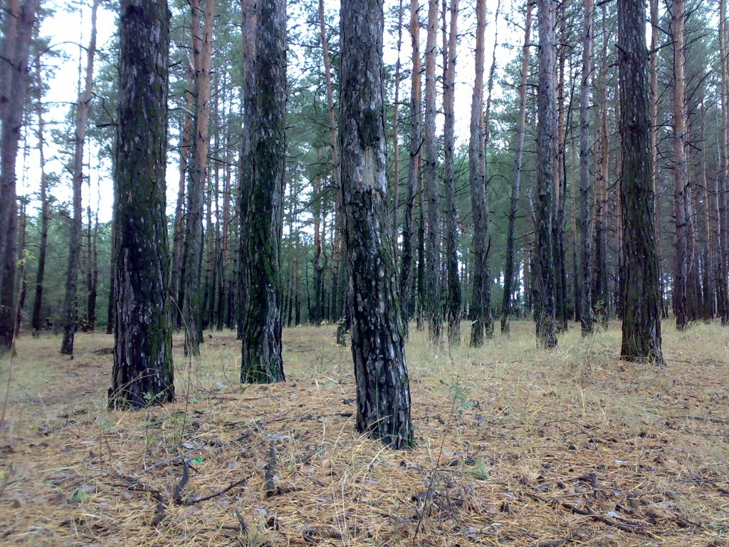 сосновый лес, Кировск