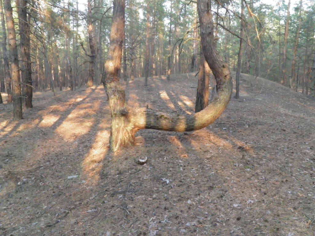 удобное дерево, Кировск