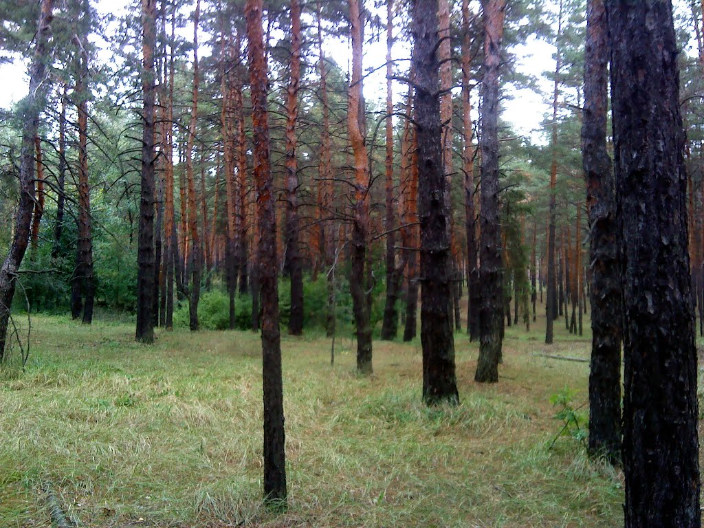 Сосновый лес., Кировск