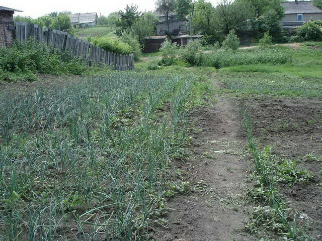 Огород, Селидово