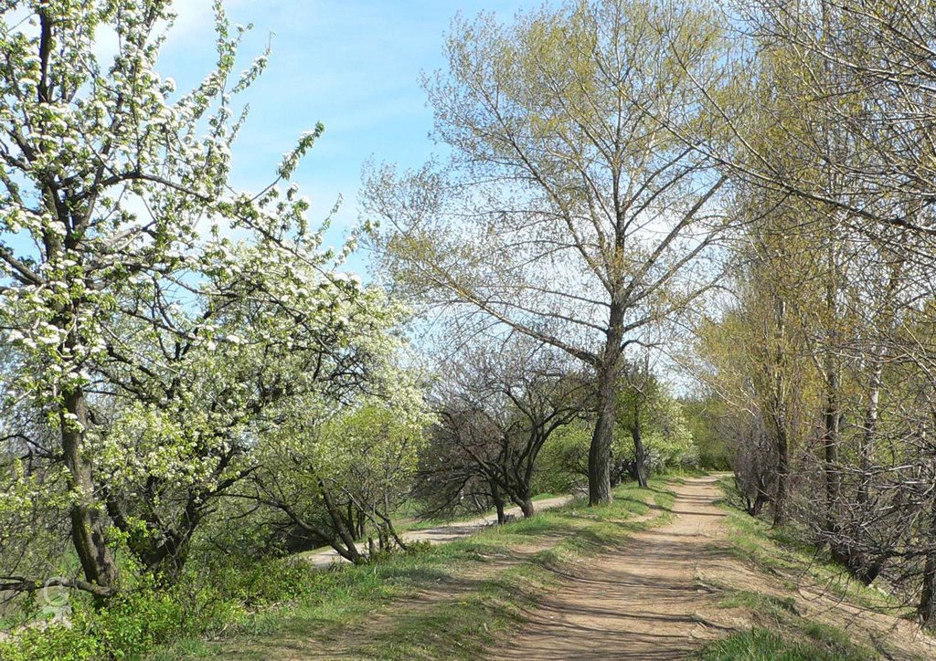 Парк Культуры им. Чехова (весна), Харцызск