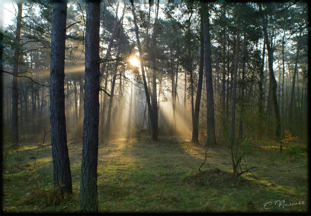 ♥ Утро в лесу. Весна / Morning in the forest. Spring. 04.04.2010., Барановка