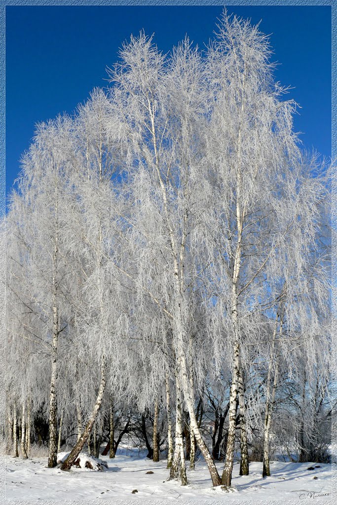 ♥ Зимние берёзы / Winter Birch, Барановка