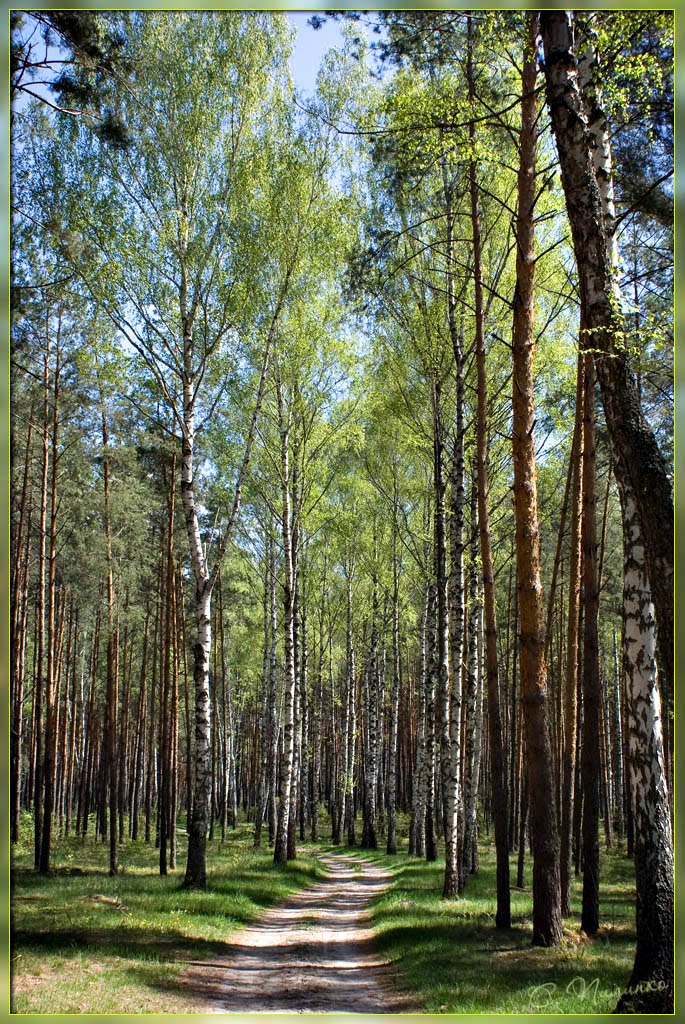 Меж берёз и сосен / Among the birches and pines, Барановка