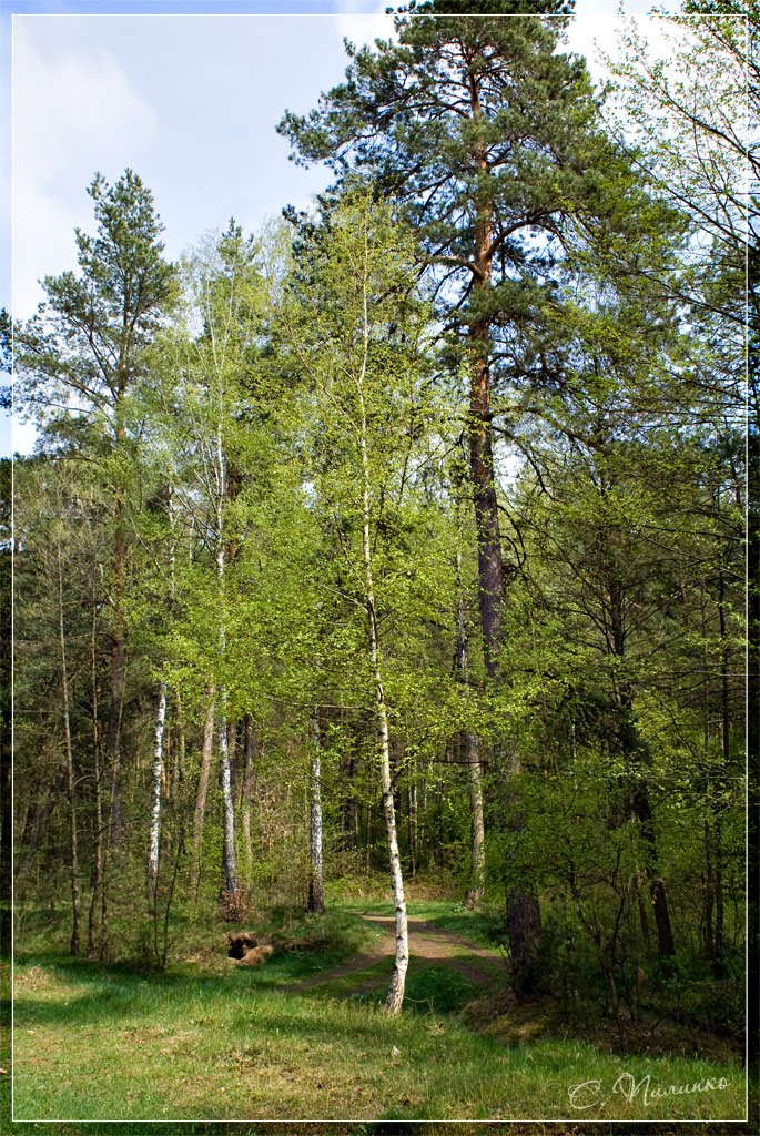 Лес в весеннем наряде / Forest in spring attire, Барановка